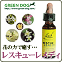 GREEN DOG�F���X�L���[�����f�B