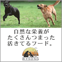 GREEN DOG