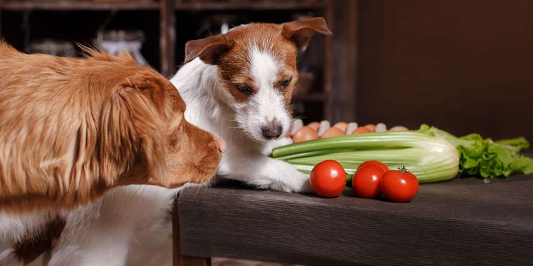 食物繊維は必要？犬の腸の健康を保つおすすめ野菜や食材選びのポイント5つ