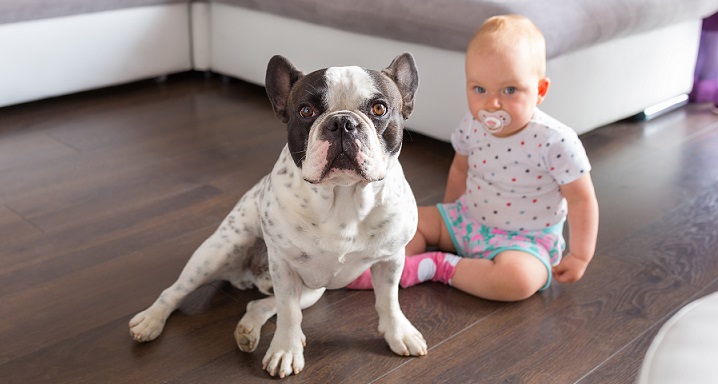 犬が赤ちゃんを守る？！犬の「守る」習性と困ったときの対処法