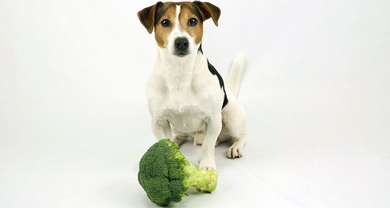 犬の白内障にも効果を期待！犬にブロッコリーを与えるときに最適な量や簡単レシピ