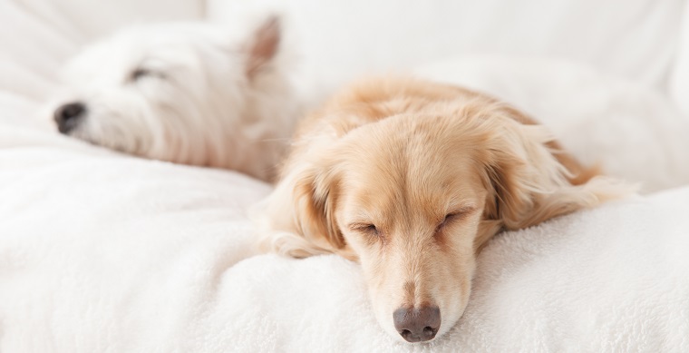 犬の睡眠時間はどれくらい？短くて大丈夫？獣医師が解説します
