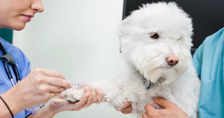 犬がフィラリアに感染したら治るの？犬のフィラリア症の症状や治療法