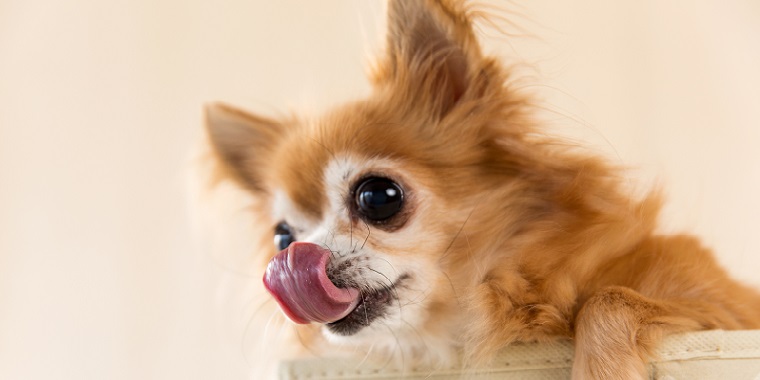 犬の老化現象は何歳から？症状と老化防止に役立つ食事ケア　食べない編