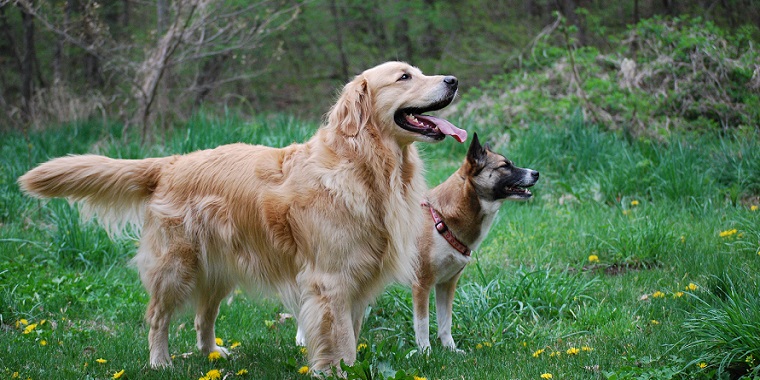 【犬との暮らし】犬の心を育む5～愛犬と信頼関係を高めるルール作りの5ステップ