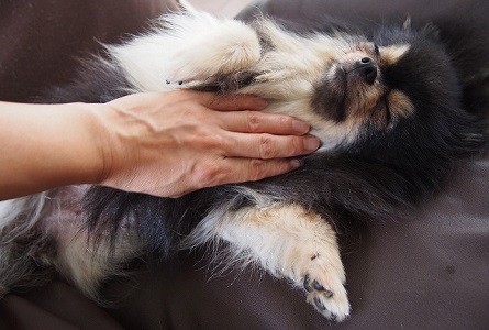 【犬との暮らし】犬アトピー性皮膚炎の犬と暮らす５～ステップ３～体液循環の促進