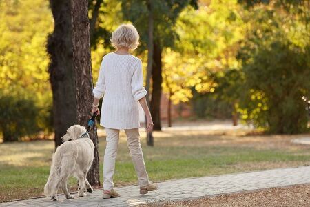 老犬の散歩はどうすれば良いの？散歩の方法と注意点について