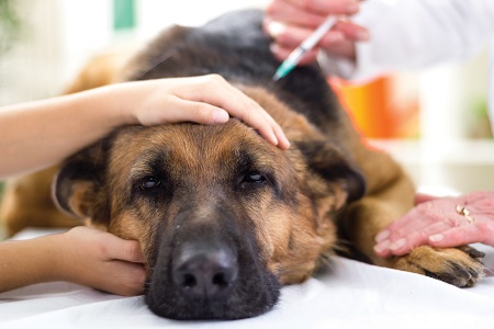 犬の胃拡張・胃捻転症候群とは？注意すべき犬種や予防方法を獣医師が解説