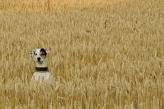 小麦畑の中の犬