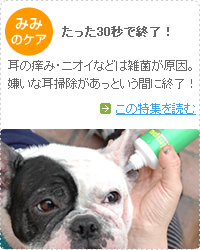 愛犬の耳掃除
