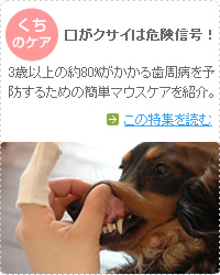 愛犬の歯磨き マウスケア