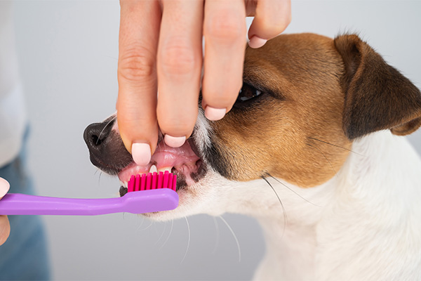 歯ブラシで歯磨きしてもらう犬