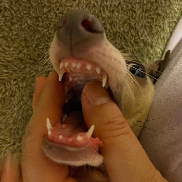 口をあけて歯を見せる子犬