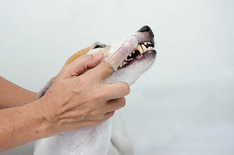 犬の歯を指歯ブラシで磨く