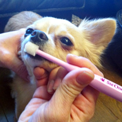 シグワン　360°犬用歯ブラシ