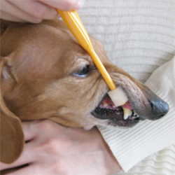 シグワン　360°犬用歯ブラシ