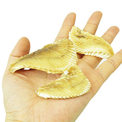 シャークフィン（鮫フカヒレ）　ブロックタイプ