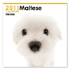 THE DOGカレンダー マルチーズ 2011