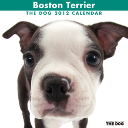 THE DOGカレンダー2012 ボストン・テリア