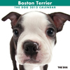 THE DOGカレンダー2012 ボストン・テリア