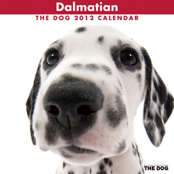 THE DOGカレンダー2012 ダルメシアン