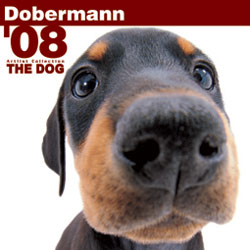 THE DOG逆輸入カレンダー ドーベルマン 2008
