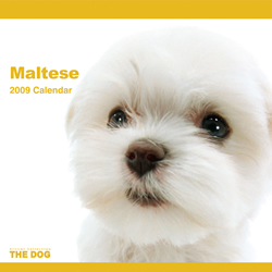 THE DOG�J�����_�[ �}���`�[�Y 2009
