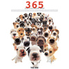THE DOG 365カレンダー 2009