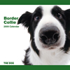 THE DOG逆輸入カレンダー ボーダー・コリー 2009