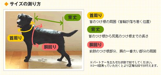 愛犬の採寸方法