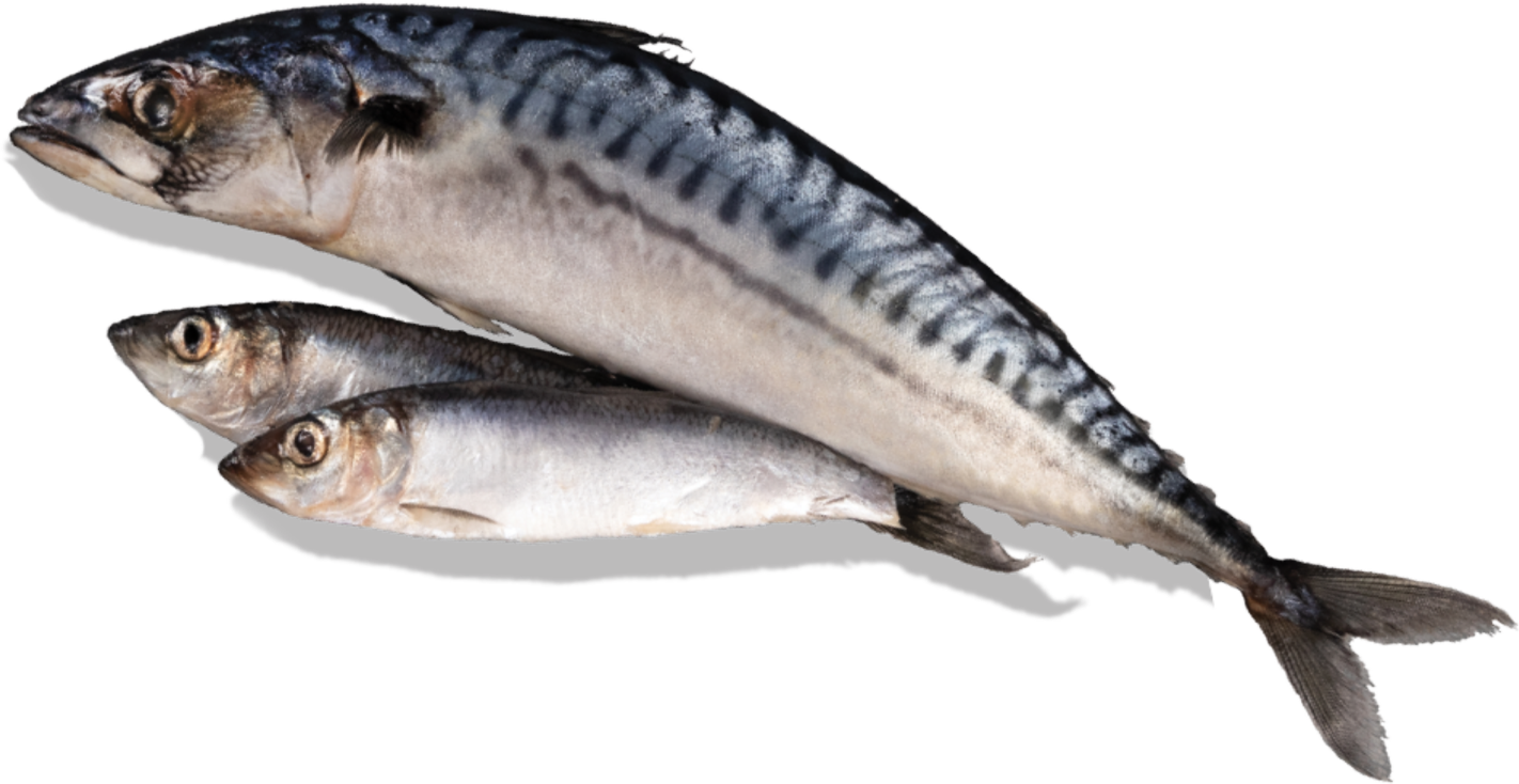 天然魚または環境にやさしい方法で育てられた養殖魚