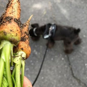 人参と犬