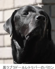 黒ラブラドールレトリバーの愛犬「バロン」