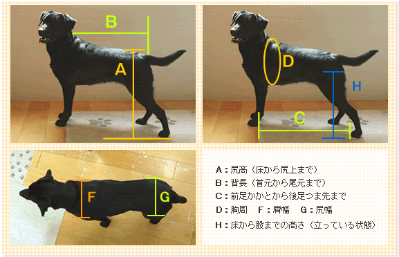 車椅子　スタンダード採寸方法