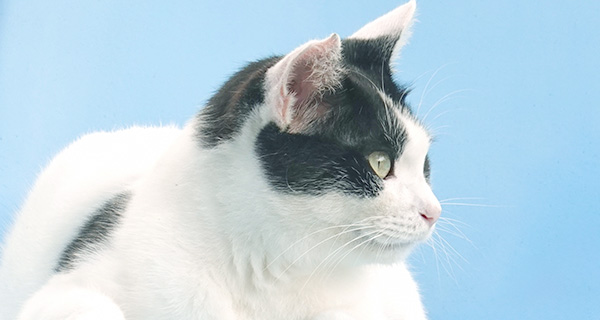 低アレルギーを意識