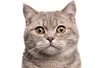 愛猫用FORZA10 アクティブライン