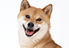 愛犬用FORZA10 アクティブライン