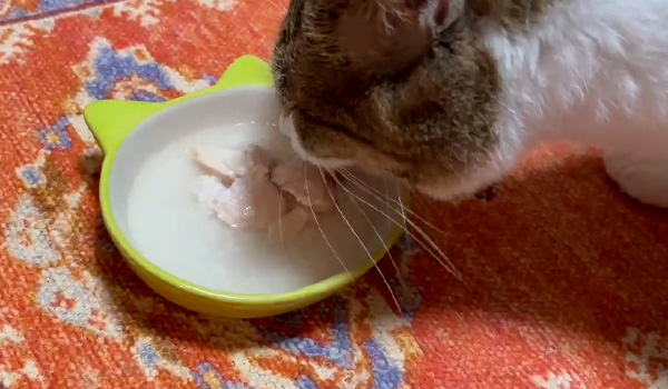 GREEN DOG & CAT Premium水煮を食べるパートナー