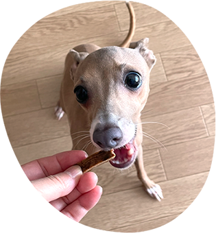 しっとりやわらかジャーキーを食べる犬