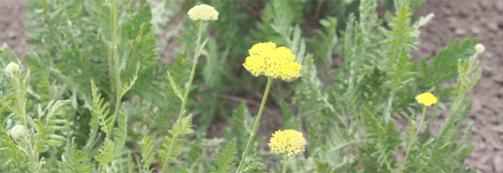 ハーブ園の西洋ノコギリ