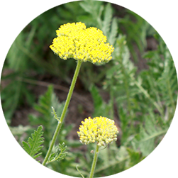 セイヨウノコギリソウ