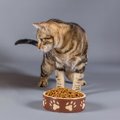 フードを食べる猫