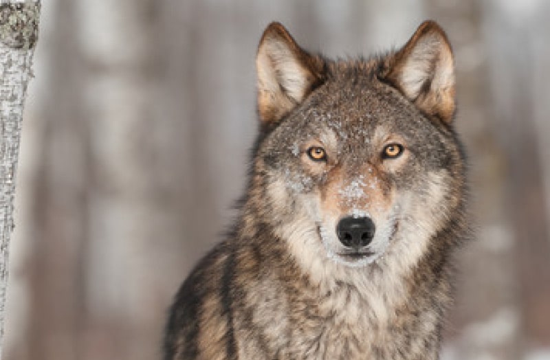 動物性の良質なタンパク質が豊富