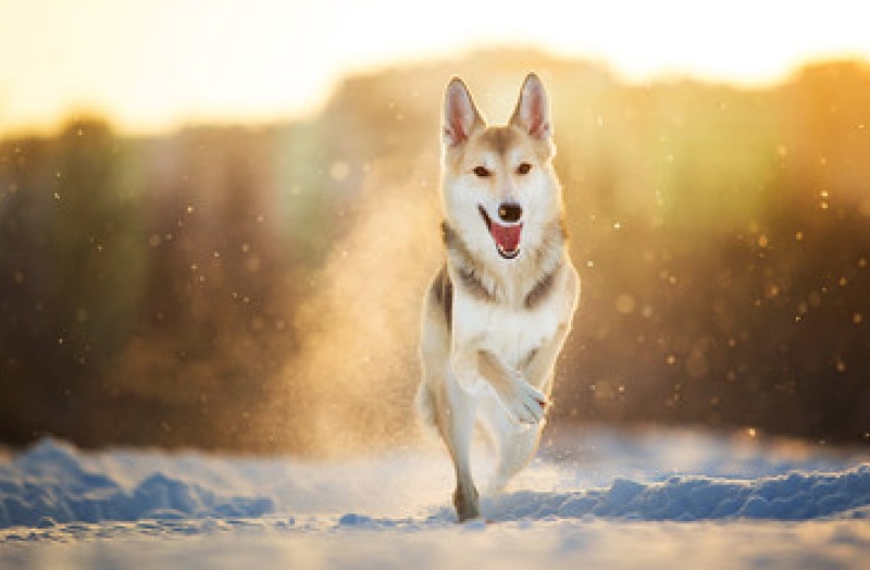 犬が野生の中で摂取する食事を再現