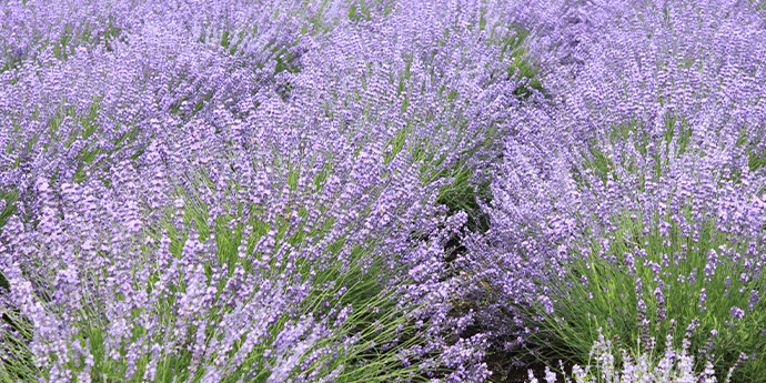 ルモアイメージ