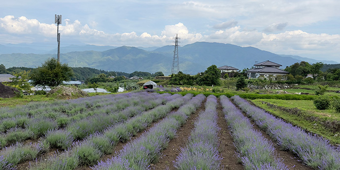ハーブ農園の様子
