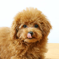 子犬期