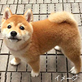 柴犬