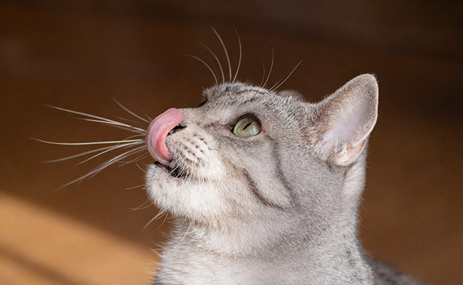 猫の好きな味とは?