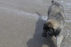 波打ち際を散歩する犬